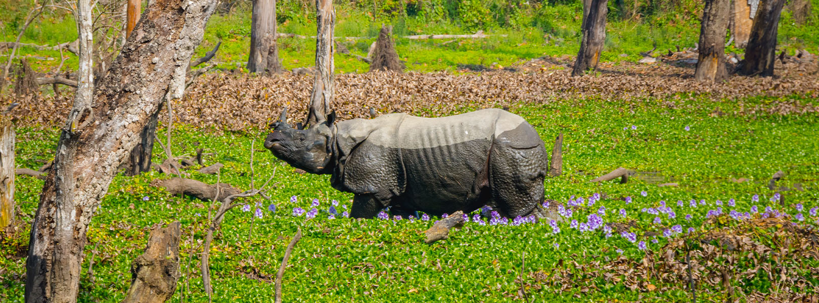 Kathmandu & Wildlife – 6 Days