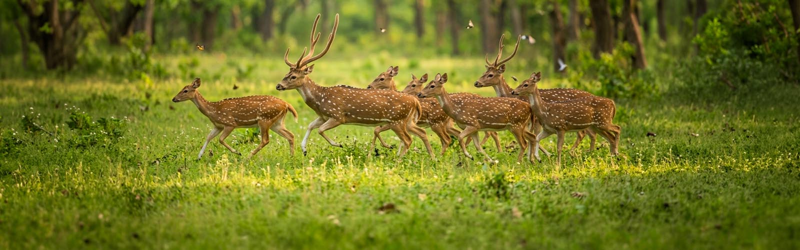 Nagarhole National Park