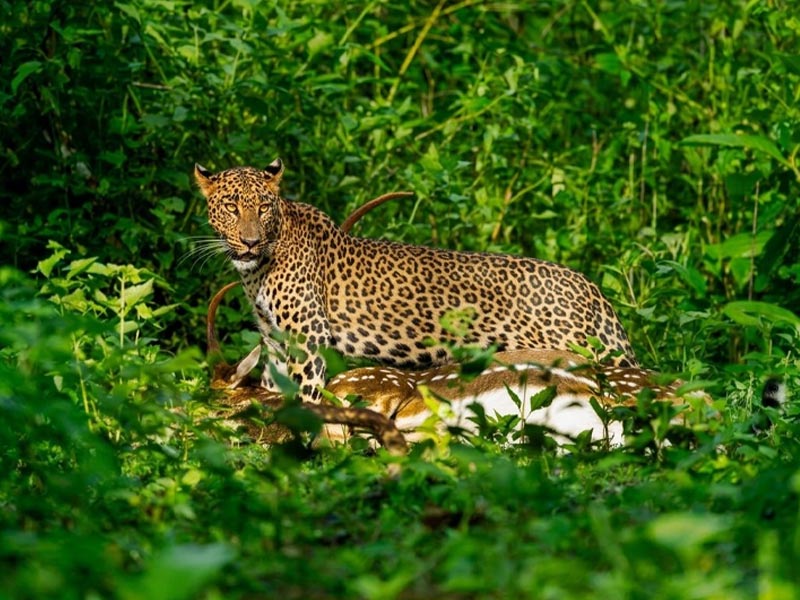 Nagarhole National Park