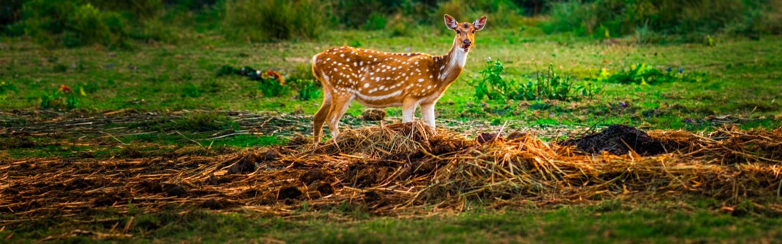 Indian Wildlife Tours