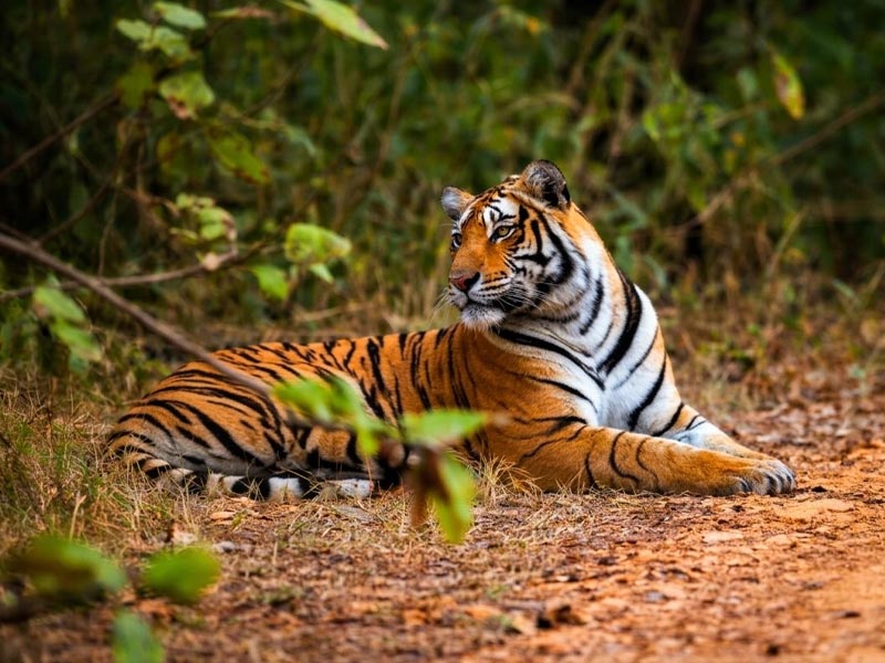 Sariska-Tiger-Reserve thumb