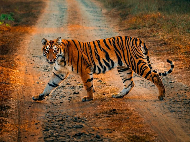 Ranthambore Beyond Wildlife: Discover History and Nature in Rajasthan